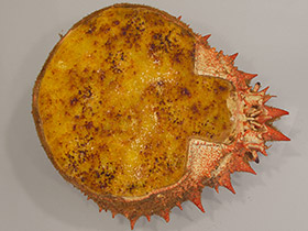 Txangurro al horno